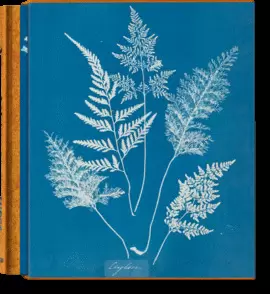 ANNA ATKINS. CYANOTYPES ANNA ATKINS. CYANOTYPES